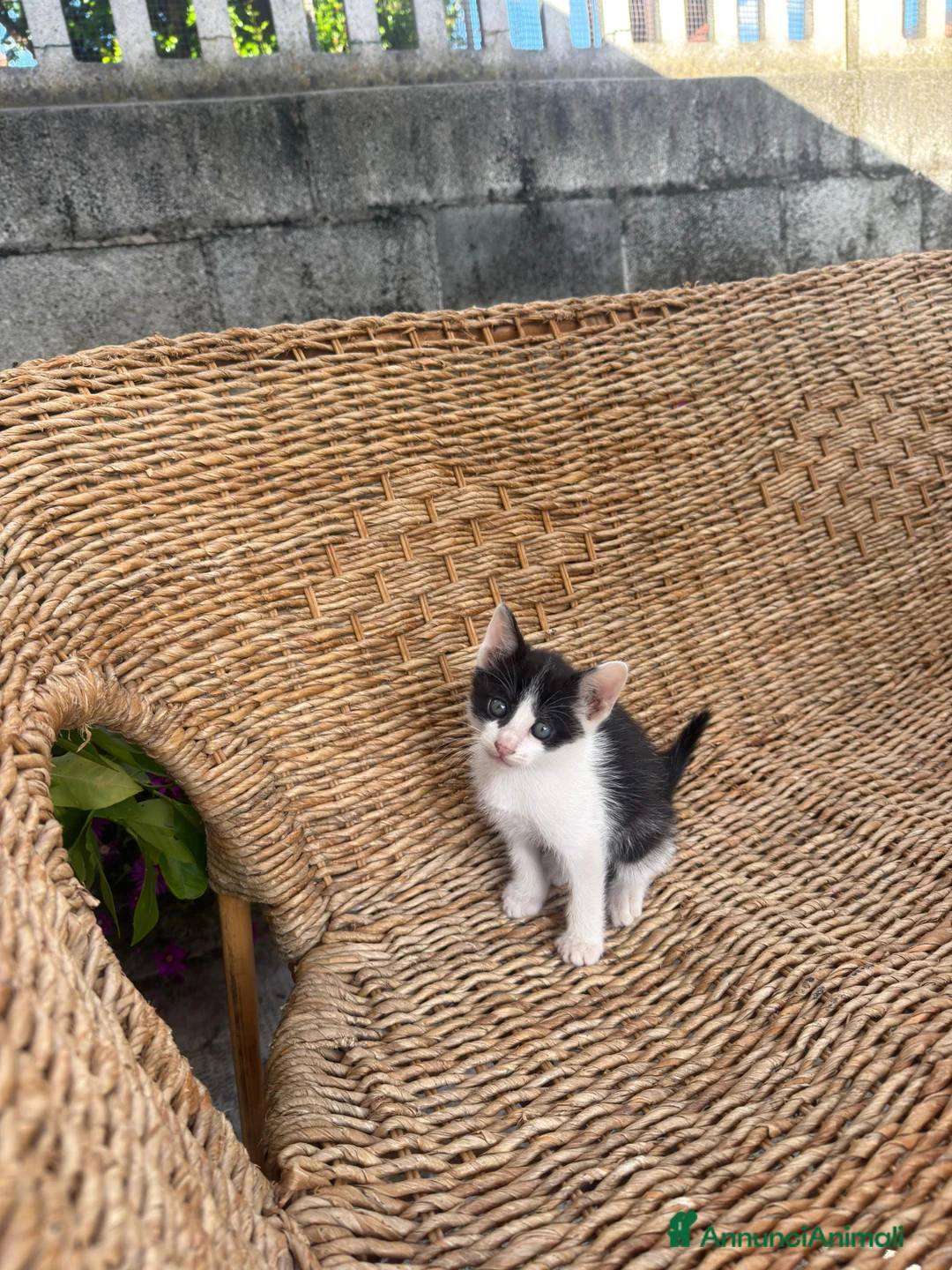 Altre razze gatti in regalo: Regalo Gattino - Annuncio 2