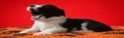 Border Collie cani in vendita: Border collie cuccioli disponibili  - Annuncio 6