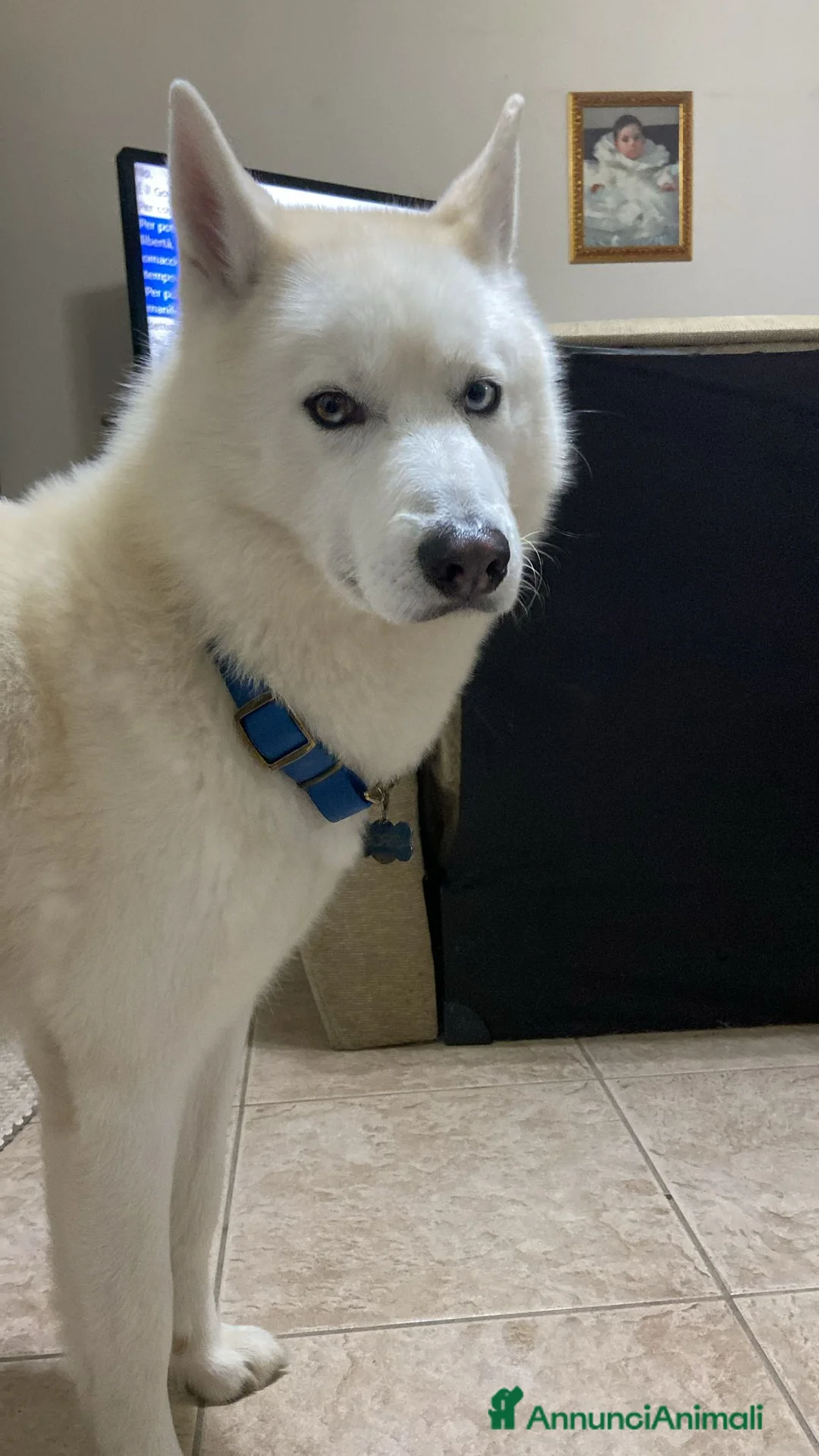 Husky cani per accoppiamento: Siberian Husky con pedigree cerca compagna monta - Annuncio 2