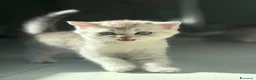 Scottish gatti in vendita: Bellissimi cuccioli di scottish straight/fold - Annuncio 11