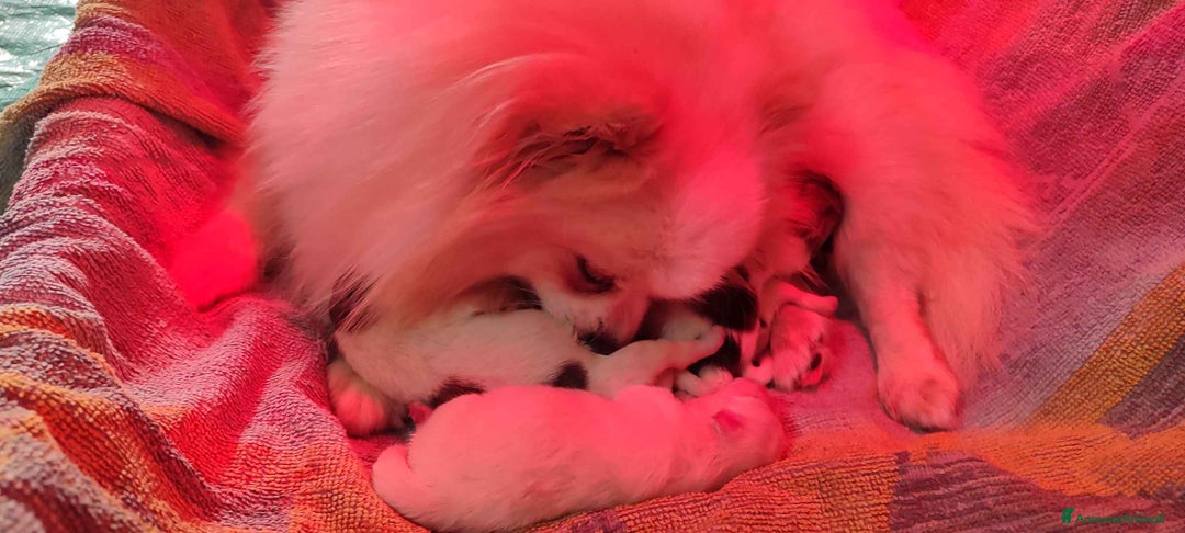 Spitz cani in vendita: Spitz Pomerania - Annuncio 9