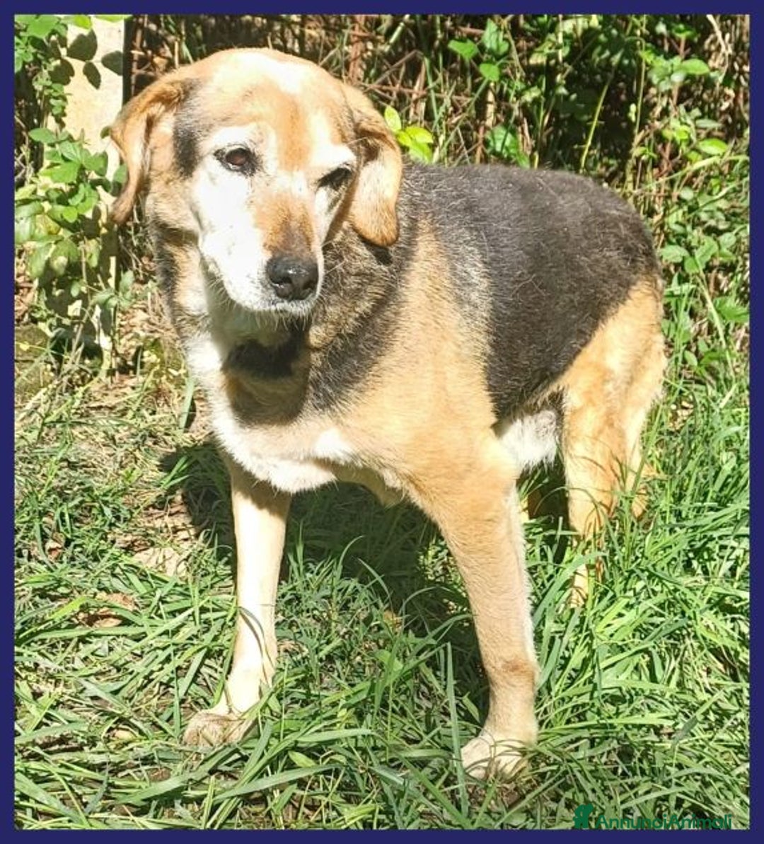 Meticcio cani in regalo: Nonna POLENTA sogna un divano e tante coccole - Annuncio 8