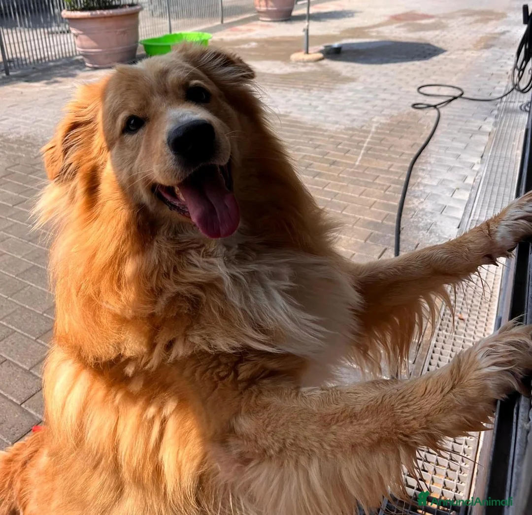 Meticcio cani in regalo: DIOR BELLISSIMO  - Annuncio 2