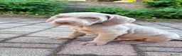 Weimaraner cani in vendita: Cuccioli Weimaraner  - Annuncio 28