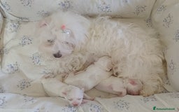 Maltese cani in vendita: Cucciole di Maltese  a Città metropolitana di Roma Capitale - Immagine 5