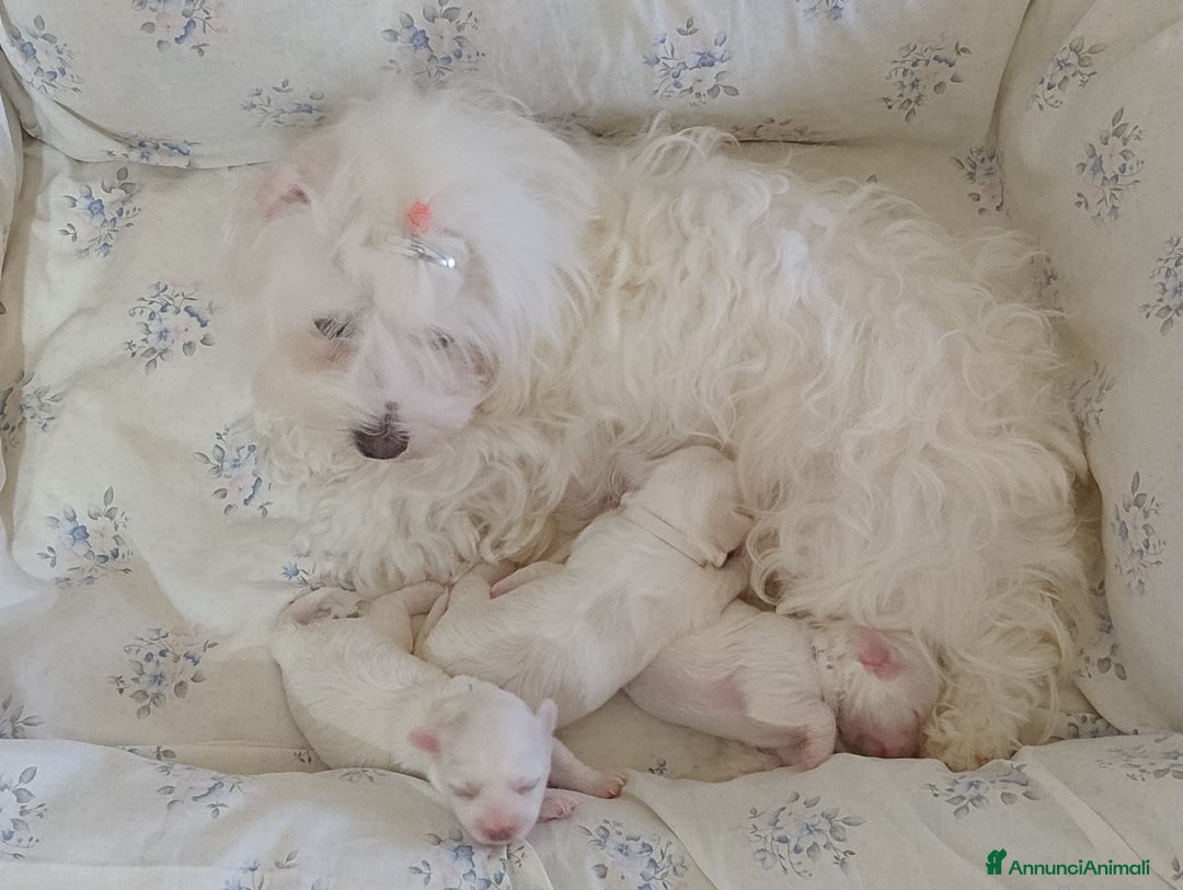 Maltese cani in vendita: Cucciole di Maltese  a Città metropolitana di Roma Capitale - Immagine 5