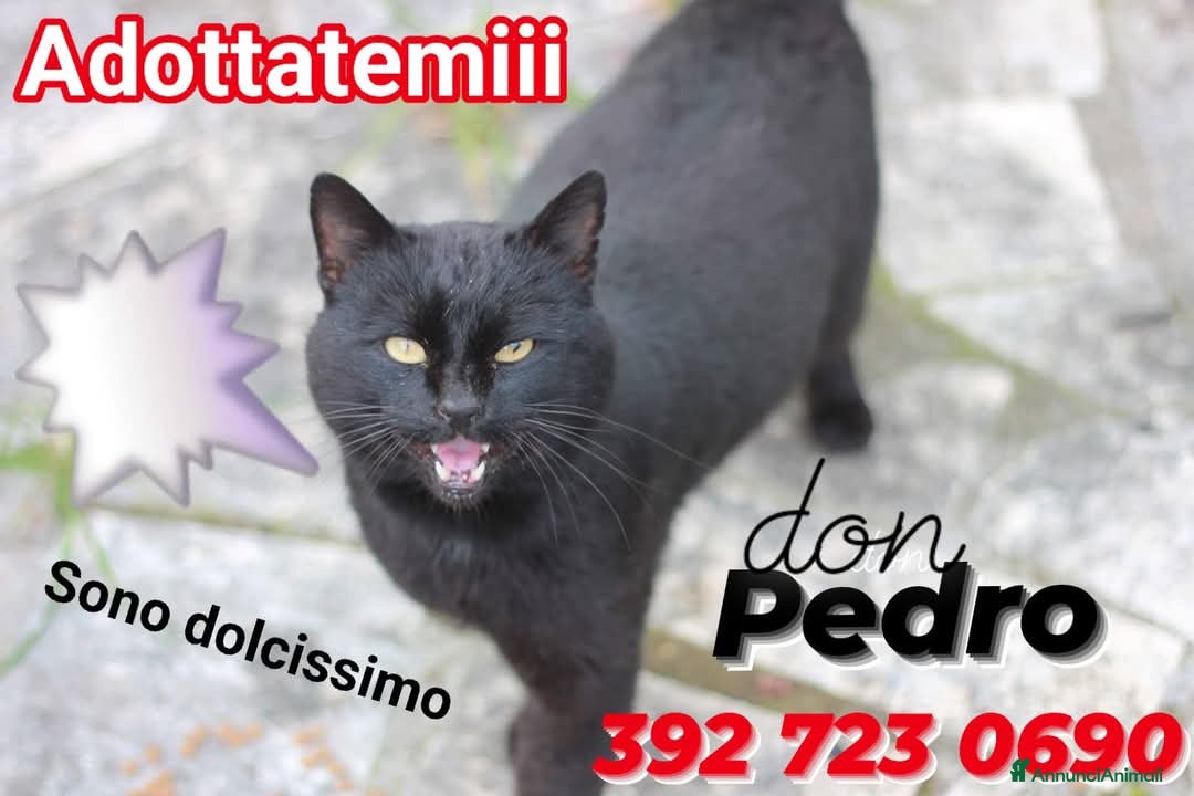Europeo gatti 💙 PEDRO 💙 - Annuncio 39