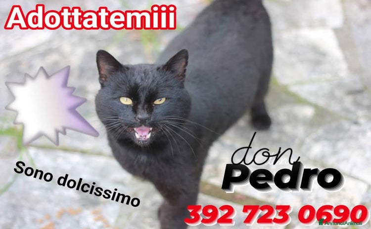 Europeo gatti - Annuncio 17