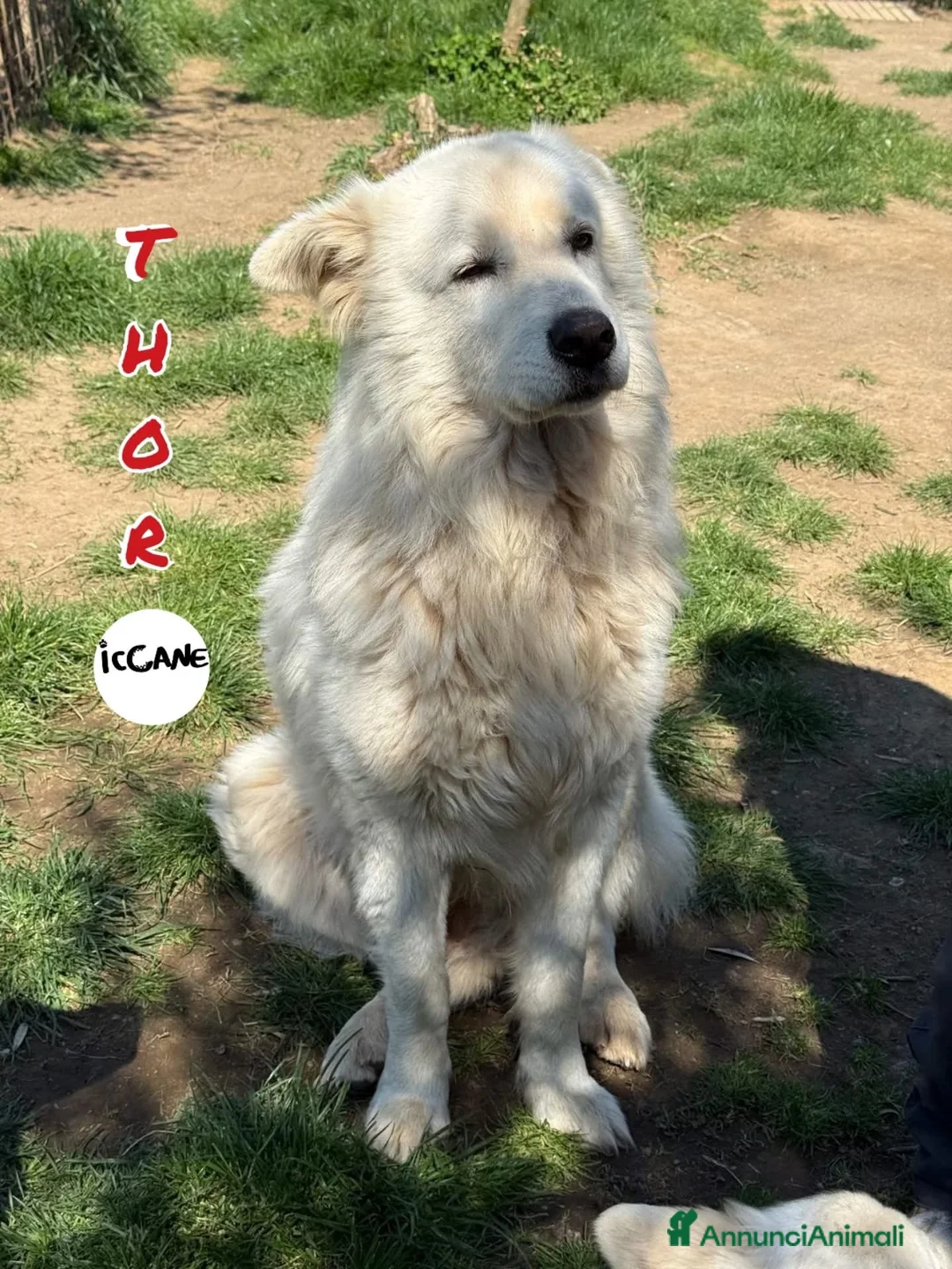 Altre razze cani in regalo: Thor  a Provincia di Viterbo - Annuncio 1