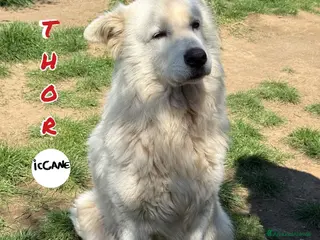 Altre razze cani Thor - Annuncio 1