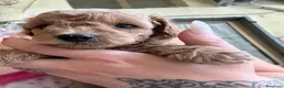 Barboncino cani in vendita: Barboncini maschietti a Provincia di Salerno - Annuncio 10