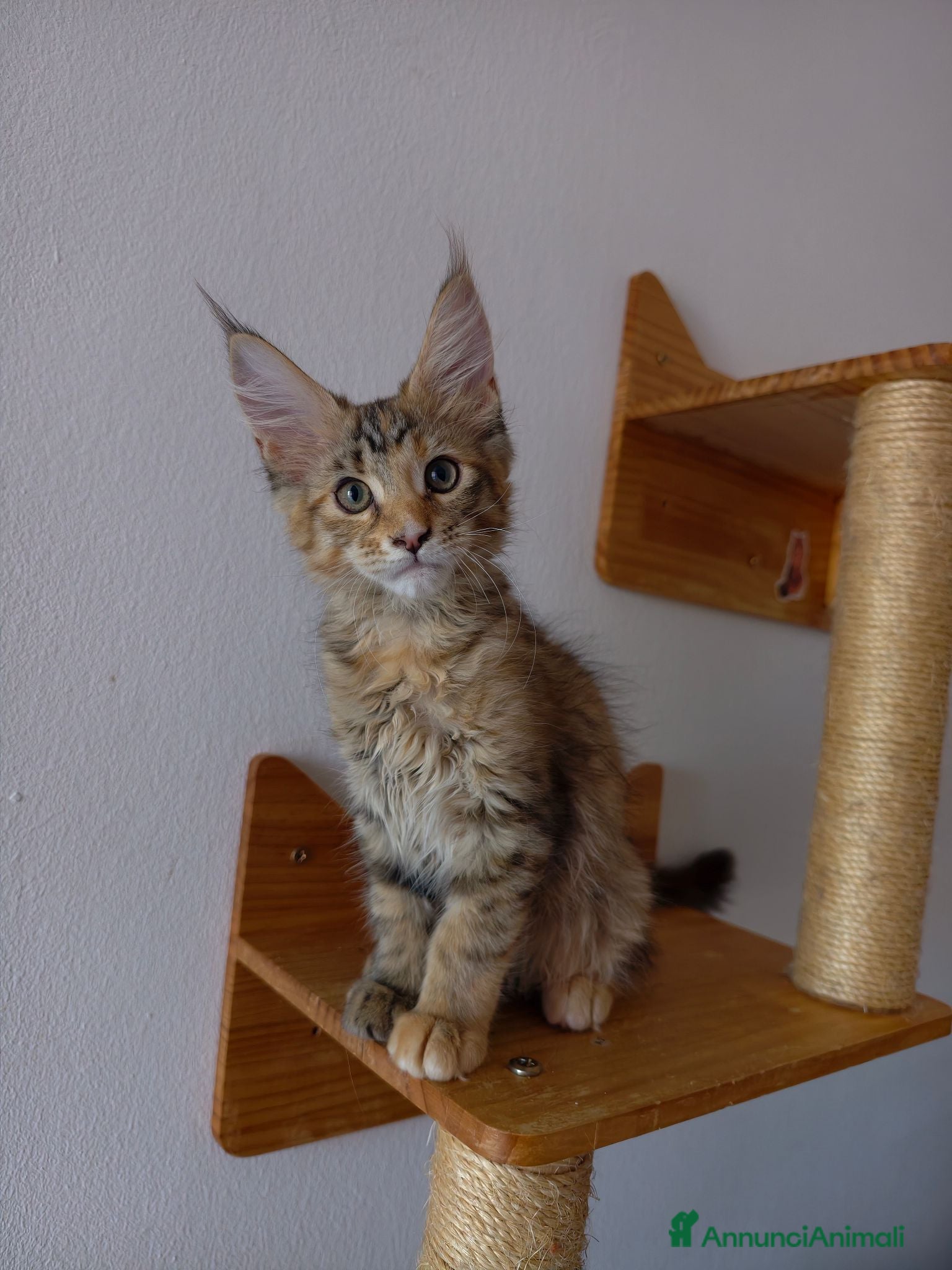 Maine Coon gatti Dolcissima cucciola Maine coon  - Annuncio 5
