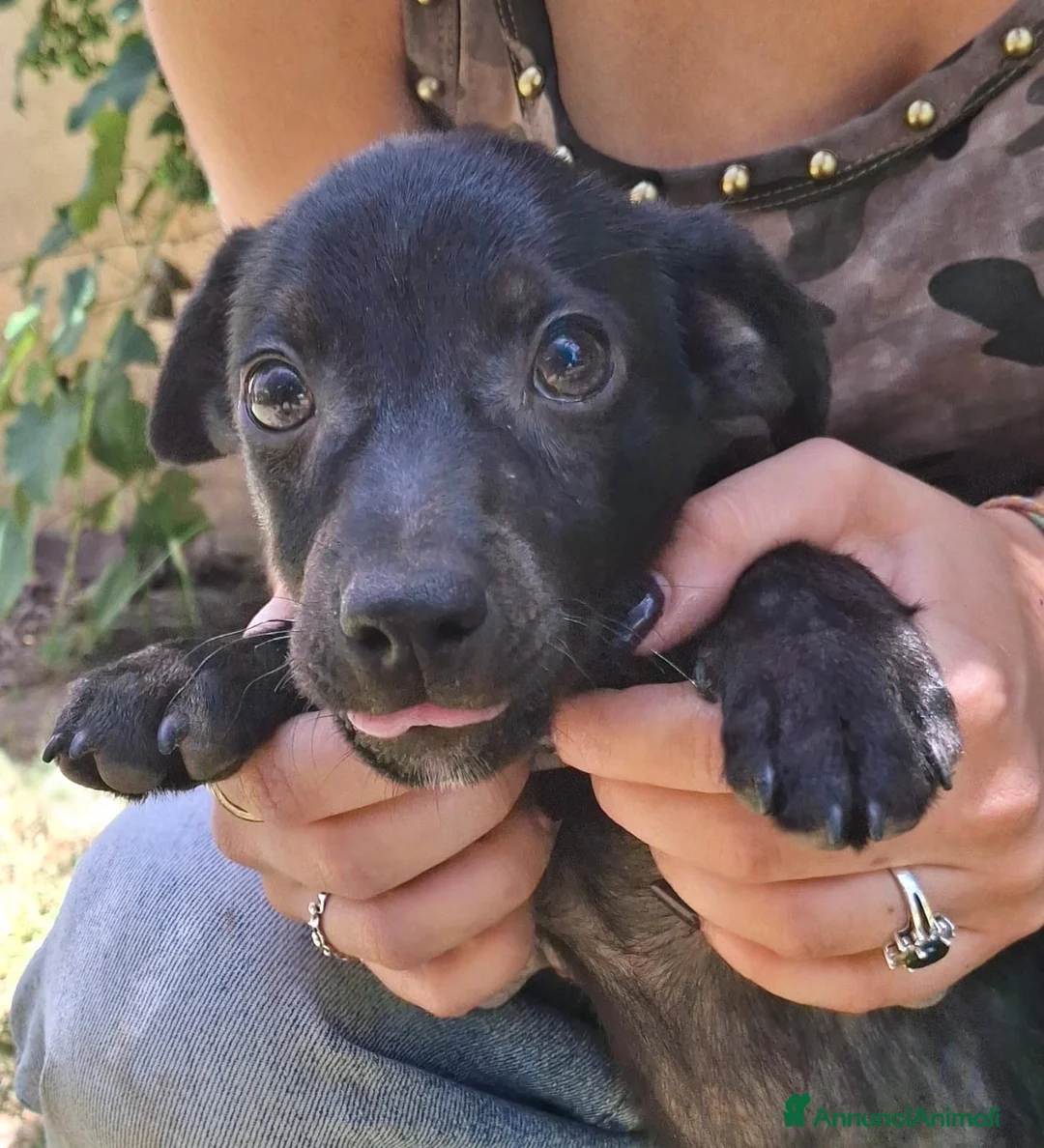 Meticcio cani in regalo: MAKY 💙 un burlone pronto a conquistarti 😍 a Provincia di Arezzo - Annuncio 5