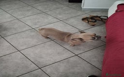 Bulldog Francese cani in vendita: Kira Bulldog Francese  a Provincia di Novara - Immagine 3
