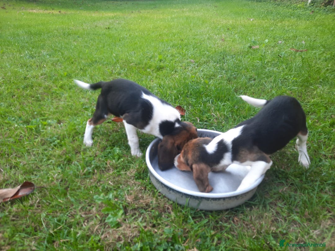 Beagle cani in vendita: Cuccioli Beagle inglese  - Annuncio 3
