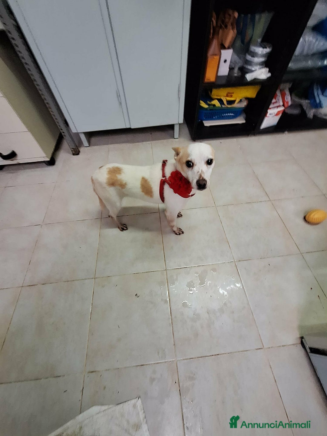 Meticcio cani in regalo: Dolce piccola Priscilla aspetta una dolce famiglia - Annuncio 4