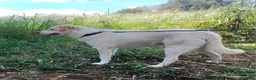 Meticcio cani in regalo: WILLY CUCCIOLO MIX LABRADOR  a Provincia di Varese - Annuncio 4
