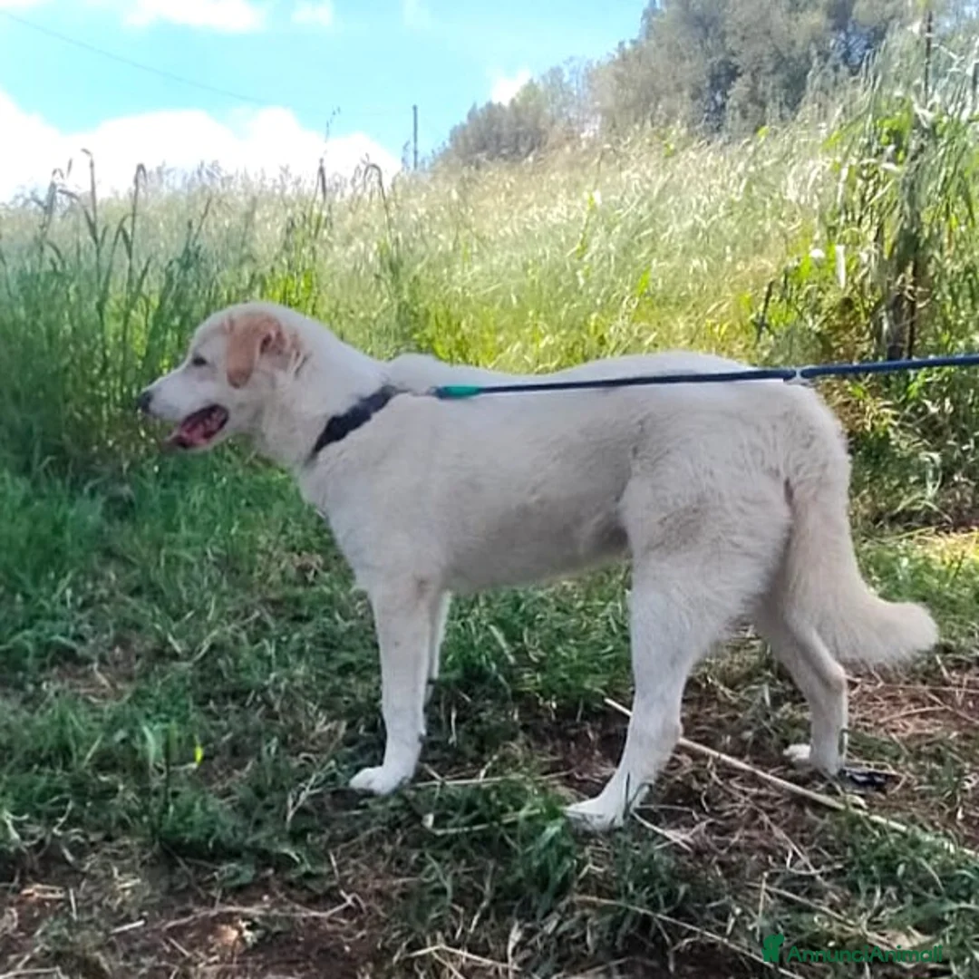 Meticcio cani in regalo: WILLY CUCCIOLO MIX LABRADOR  a Provincia di Varese - Annuncio 4