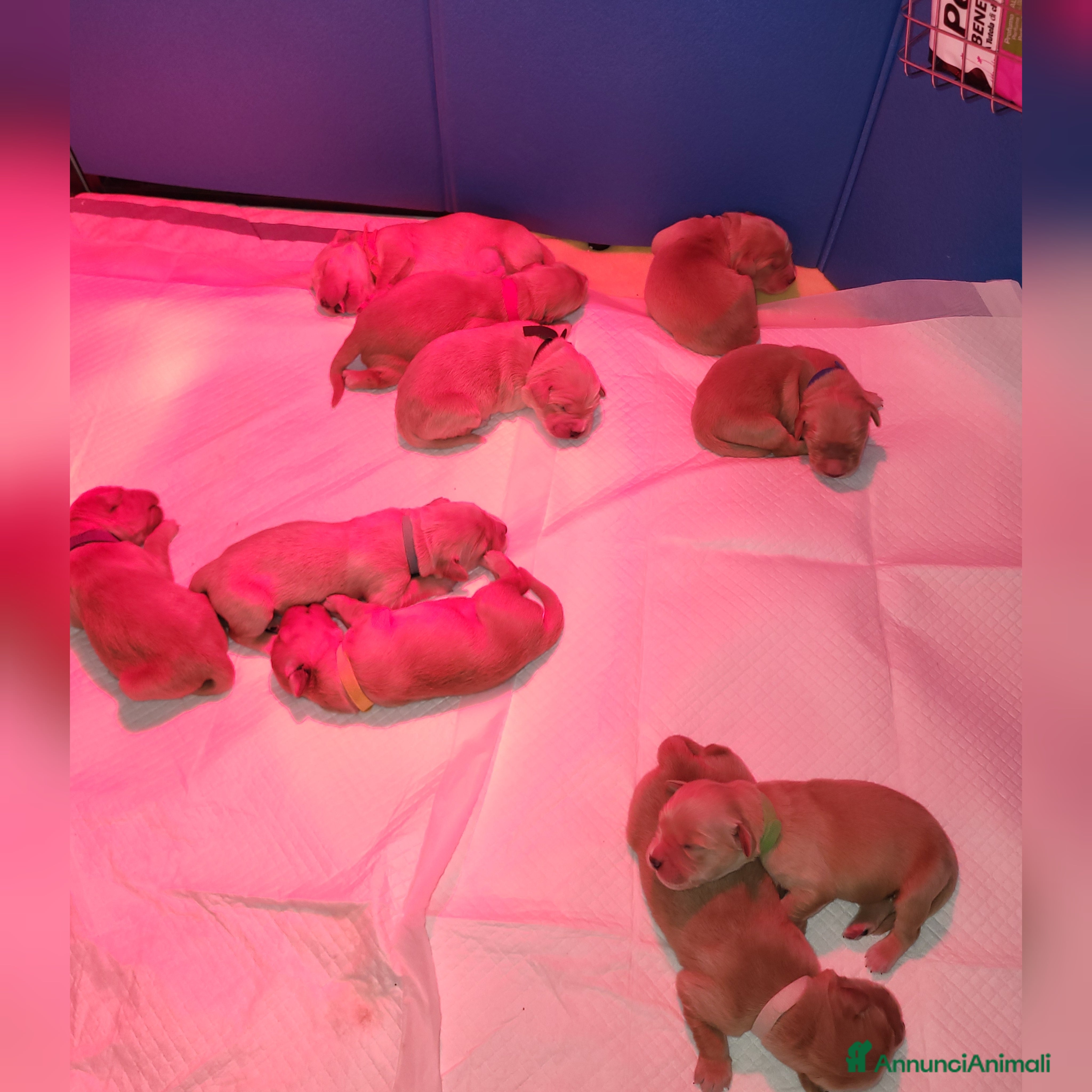 Golden Retriever cani Splendidi cuccioli di Golden Retriever  a Provincia di Foggia - Annuncio 2