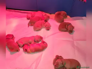 Golden Retriever cani Splendidi cuccioli di Golden Retriever a Provincia di Foggia - Annuncio 2