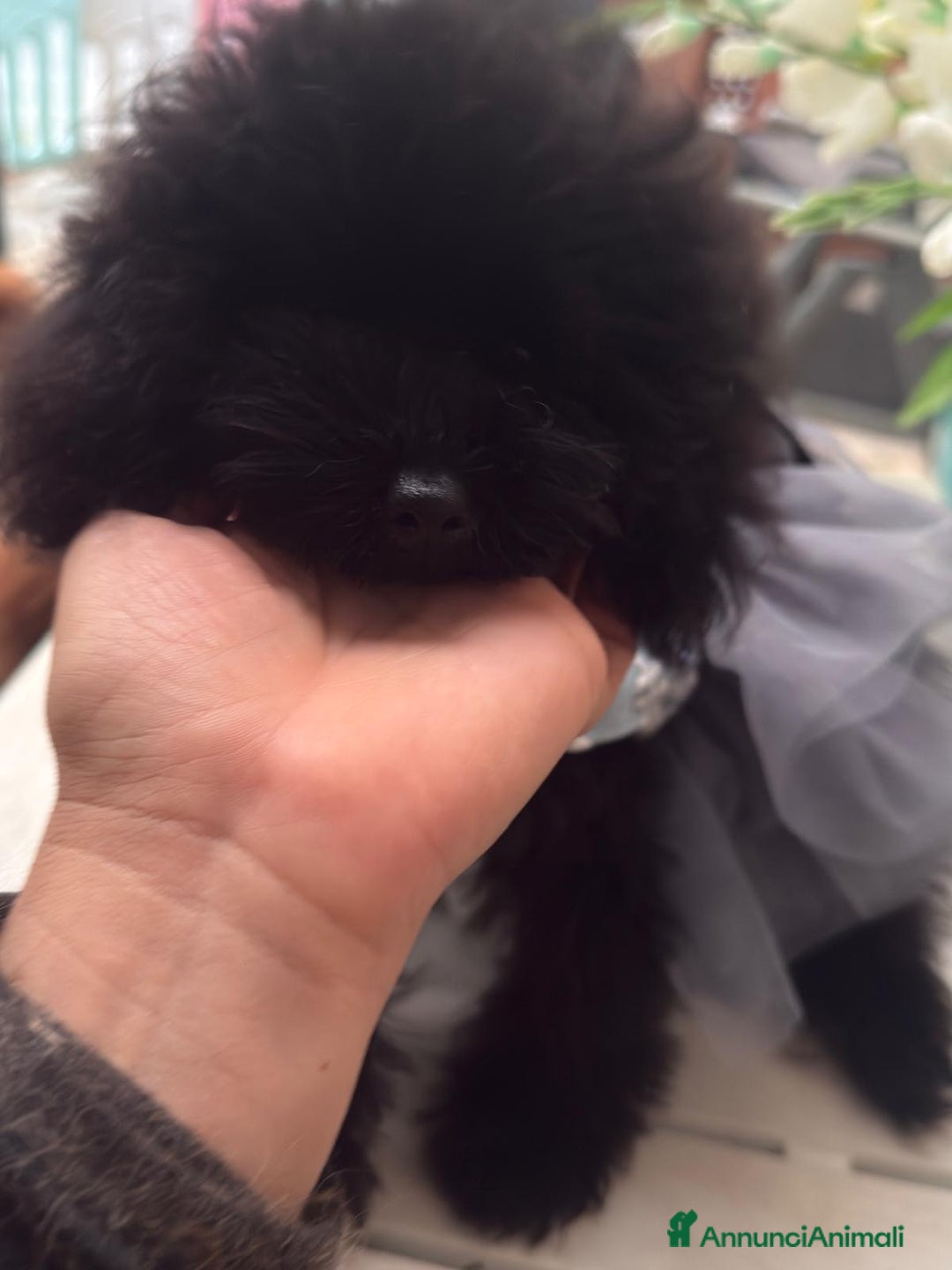 Barboncino Toy cani in vendita: Barboncina piccola toy mini toy nera - Annuncio 3