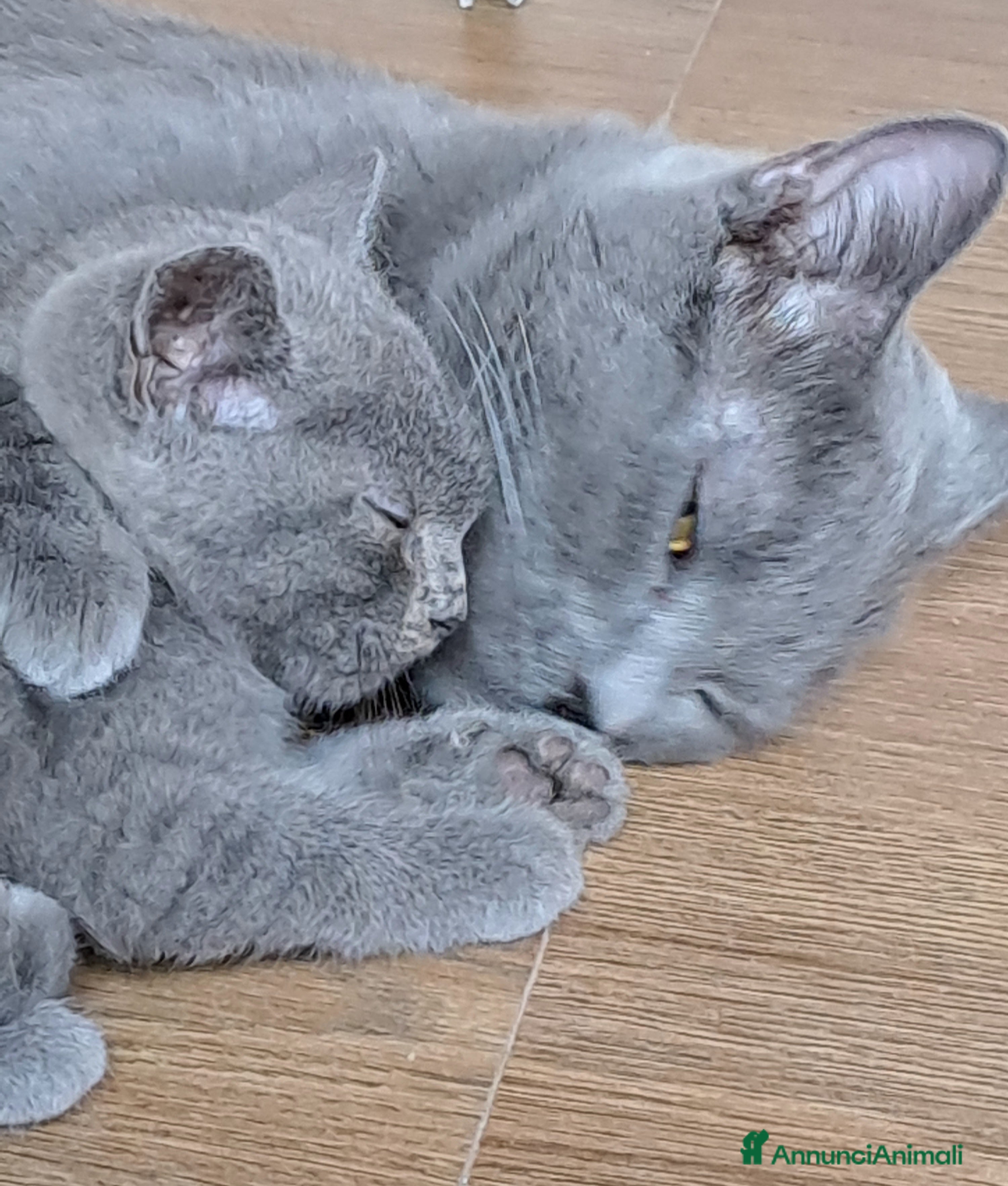 Certosino gatti GATTINA CERTOSINA CON PEDIGREE - Annuncio 1