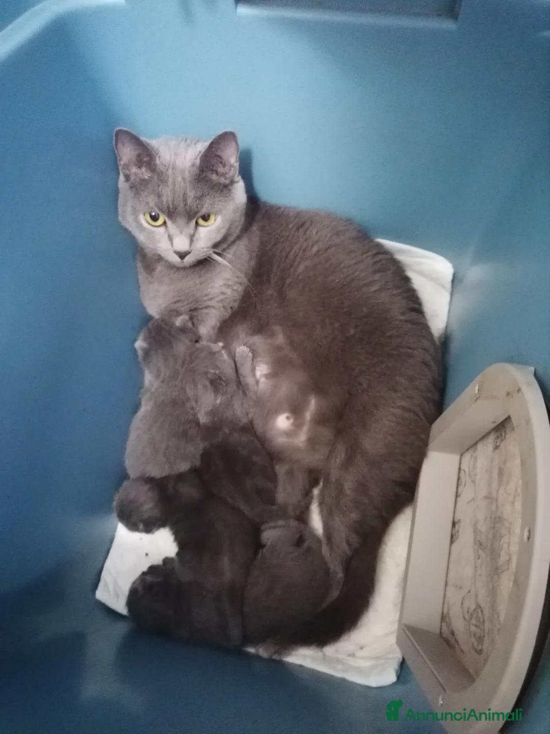 Immagine della galleria {{count}}