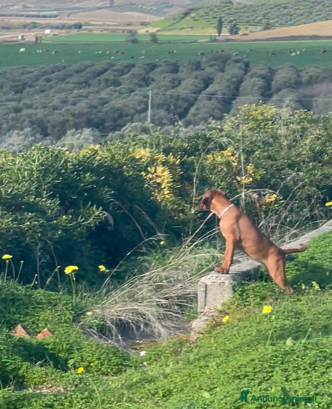Rhodesian Ridgeback cani in vendita: Rhodesian ridgeback Alta genealogia  - Annuncio 6