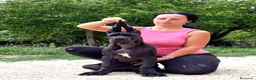 Alano cani in vendita: Alani cucciolo nero  - Annuncio 3