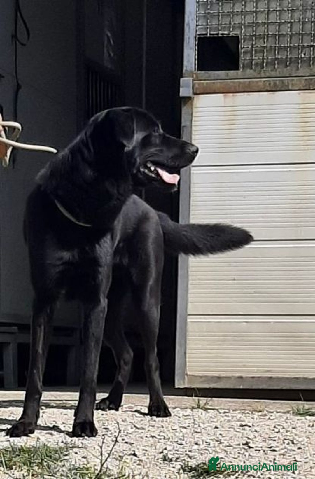 Meticcio cani in regalo: ARON ideale per ogni famiglia - Annuncio 4