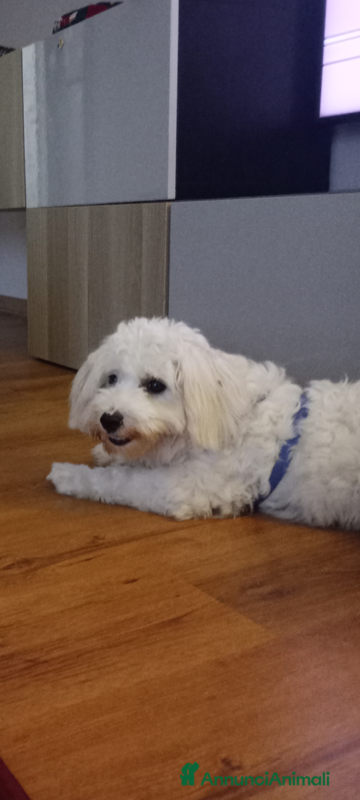 Maltese cani Maltese  - Annuncio 1