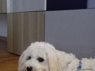 Maltese cani Maltese - Annuncio 1