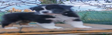 Australian Shepherd Cucciolo 3
