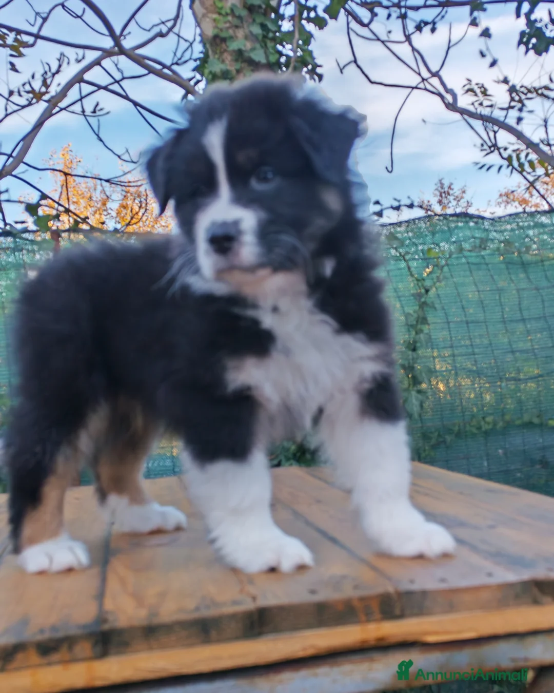 Australian Shepherd cani in vendita: Amorevoi Cuccioli Pastore Australiano (Aussi) - Annuncio 3