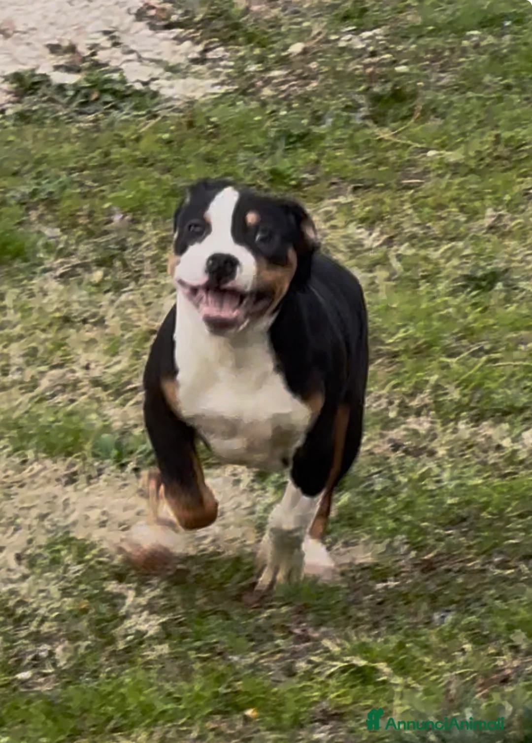 Pitbull cani in vendita: Cuccioli American Pit Bull anche a rate - Annuncio 19