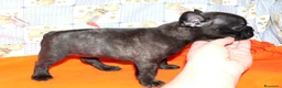 Bulldog Francese cani in vendita: CUCCIOLI BOULEDOGUE FRANCESE PEDIGREE a Provincia di Asti - Annuncio 6