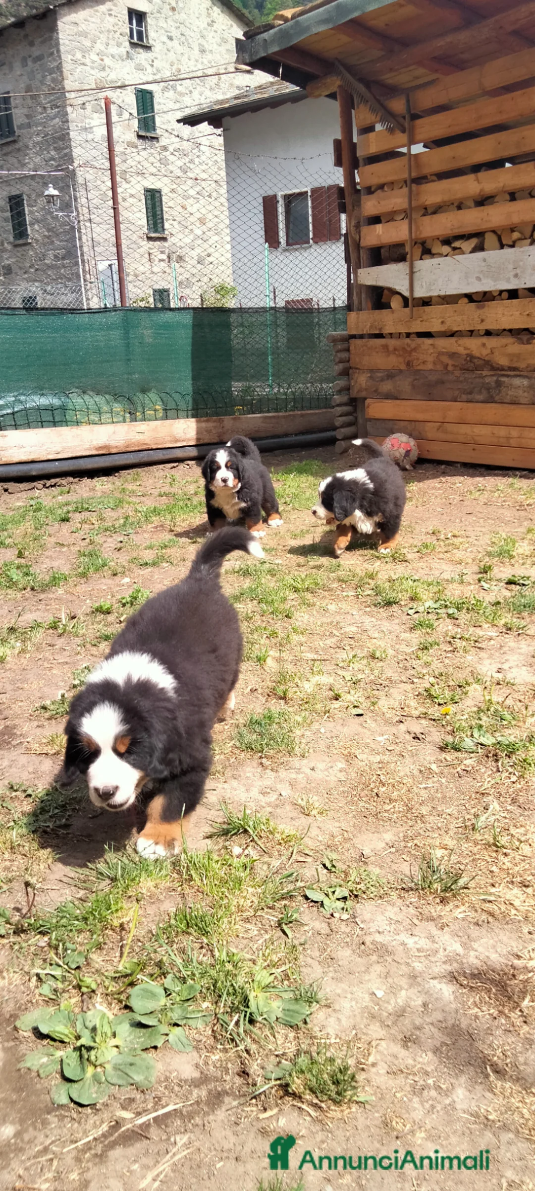 Bovaro del Bernese cani in vendita: Vendita cuccioli bovaro del bernese  - Annuncio 2