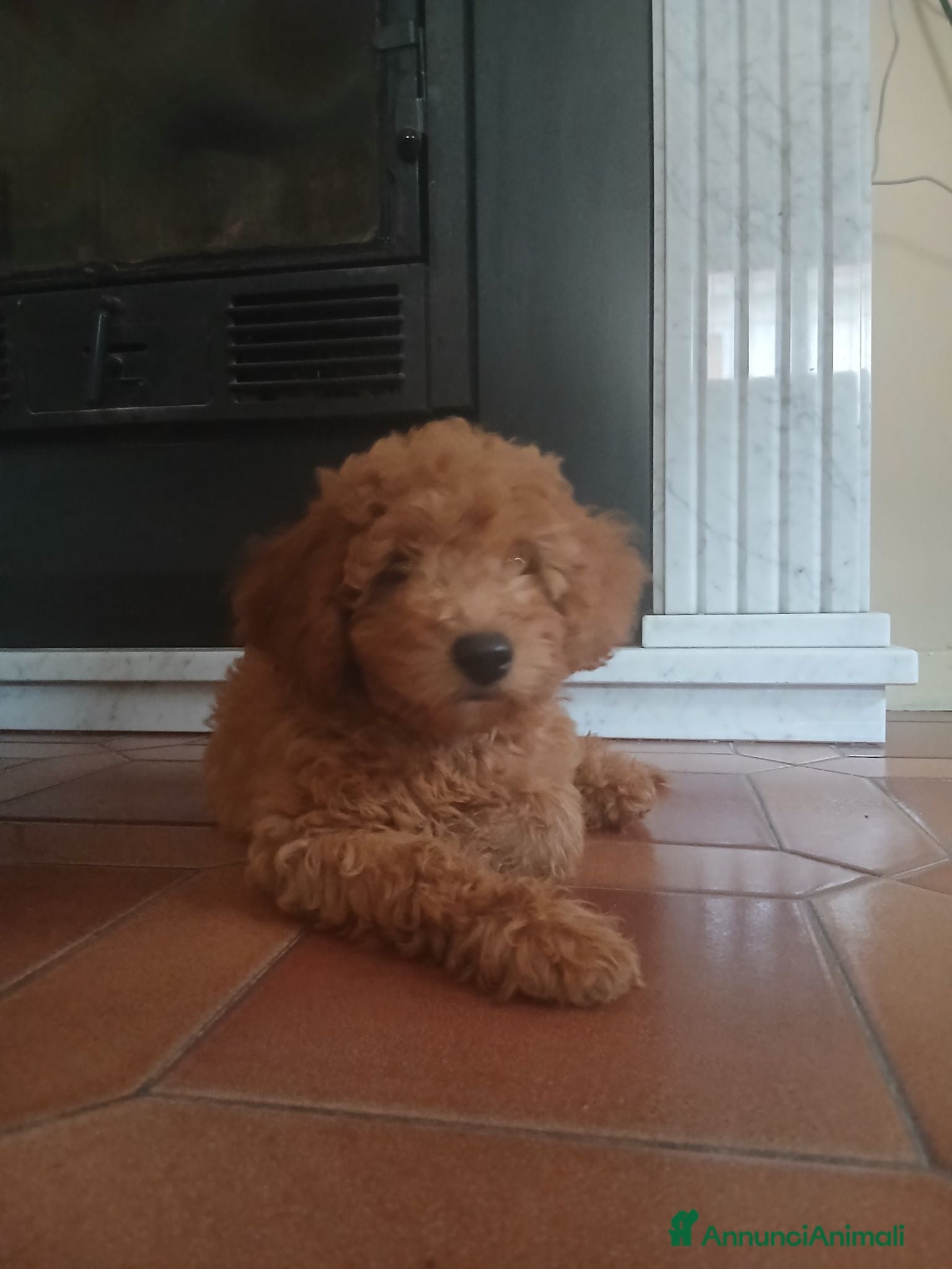 Barboncino cani Barboncina femmina - Annuncio 15