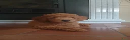 Barboncino cani in vendita: Barboncina femmina - Annuncio 1