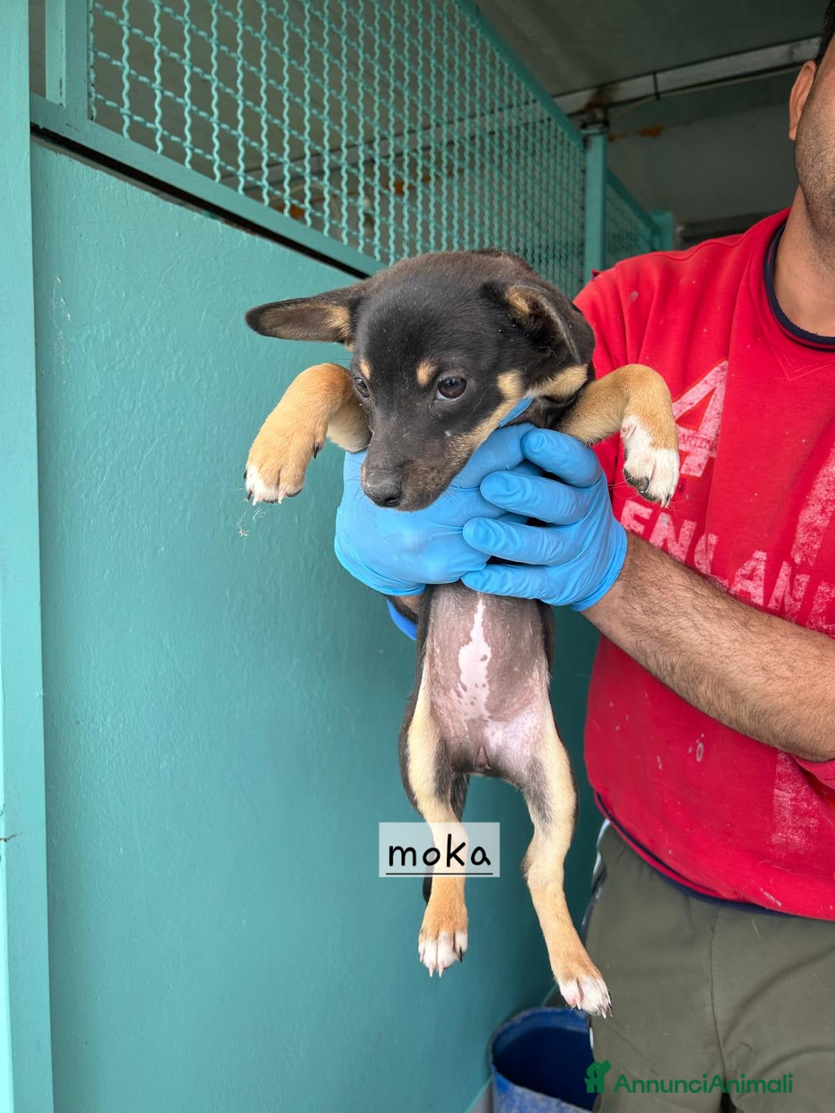 Meticcio cani Cuccioli mamma taglia piccola  - Annuncio 25