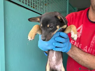 Meticcio cani Cuccioli mamma taglia piccola - Annuncio 25