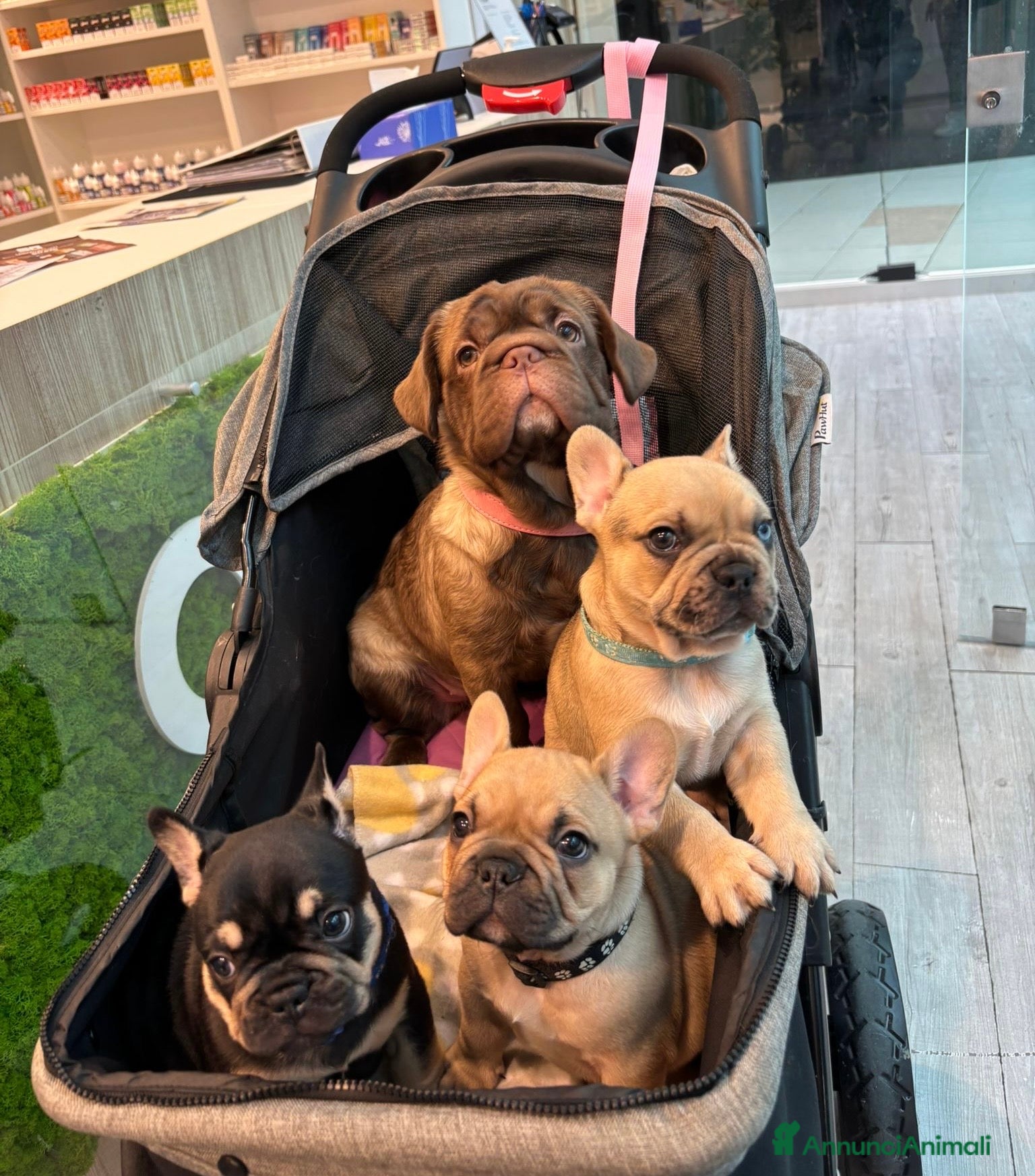 Bulldog Francese cani 4 cuccioli di Bulldog Francese - Annuncio 3