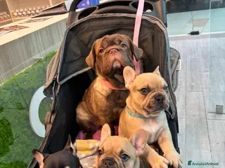 Bulldog Francese cani 4 cuccioli di Bulldog Francese - Annuncio 3
