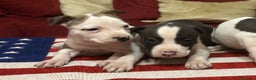 American Staffordshire cani in vendita: Cuccioli Amstaff con pedigree enci  - Annuncio 2
