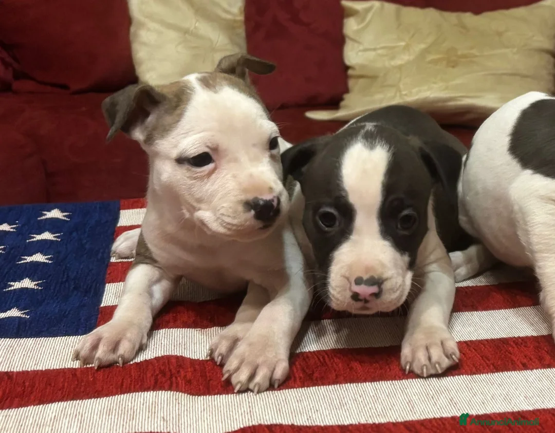 American Staffordshire cani in vendita: Cuccioli Amstaff con pedigree enci  - Annuncio 2