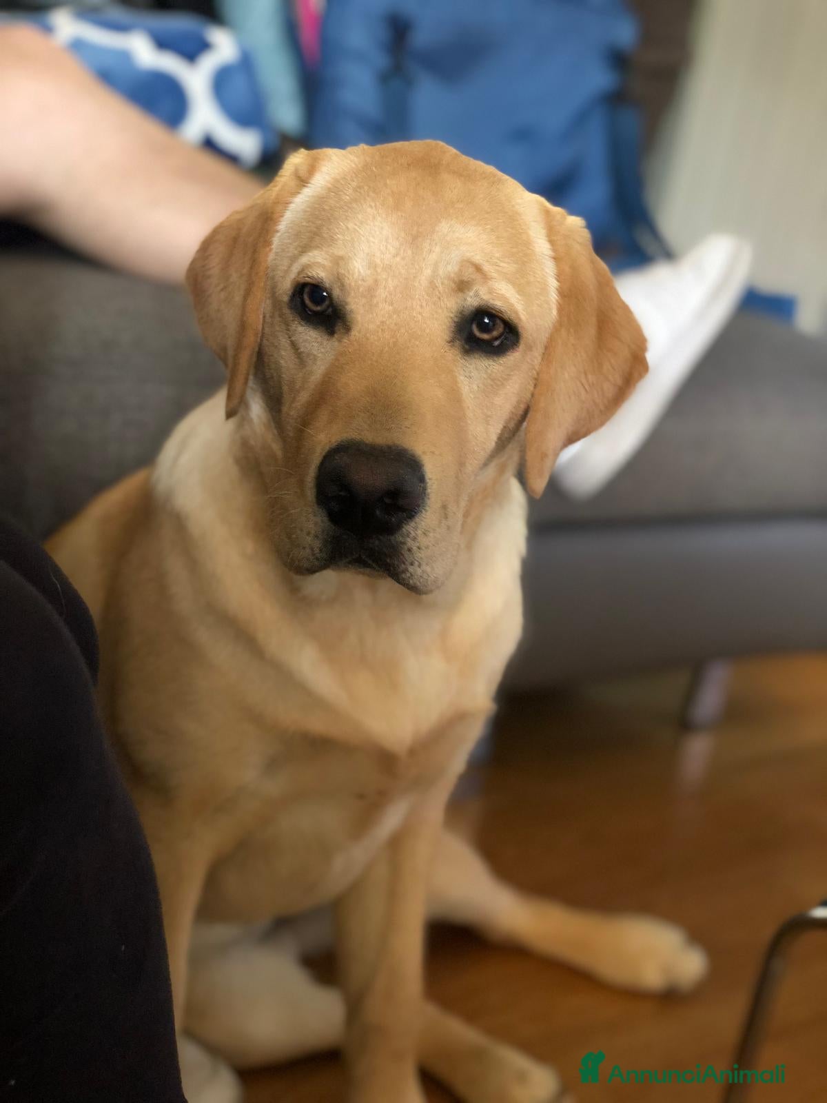 Labrador cani LABRADOR felicità A 4 ZAMPE - Annuncio 2