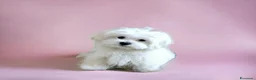 Maltese cani in vendita: Piccoli maltesi cercano la loro famiglia - Annuncio 7