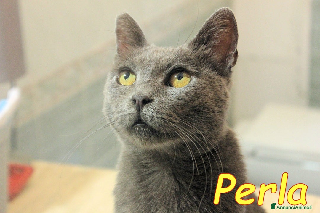 Certosino gatti in regalo: Stupenda PERLA💝 - Annuncio 2