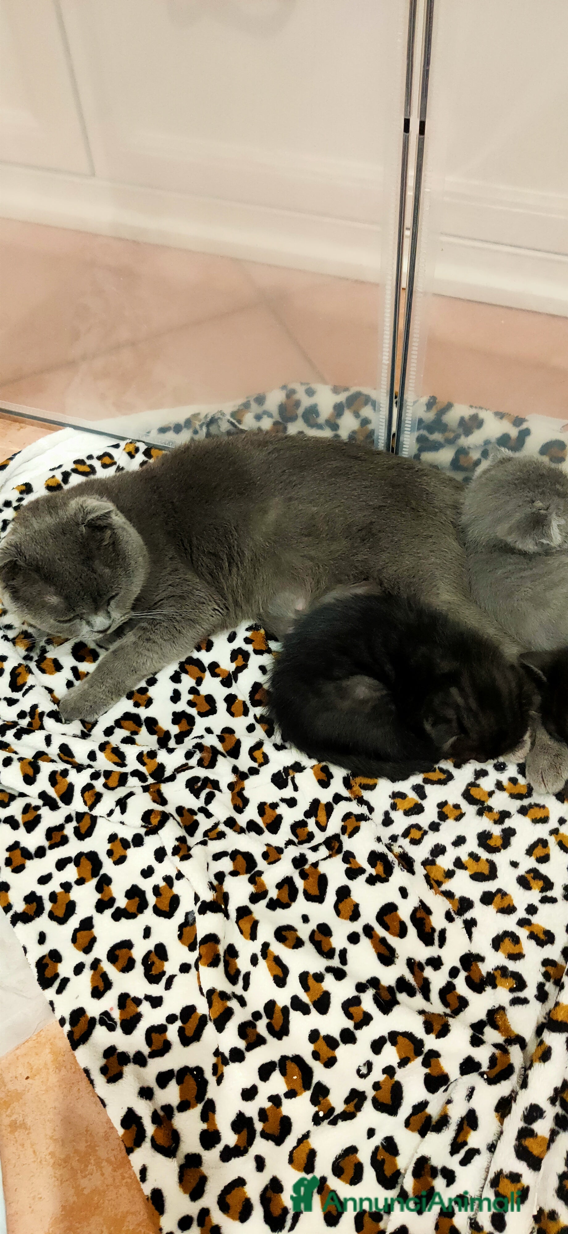 Scottish gatti Scottish fold femmina  - Annuncio 1