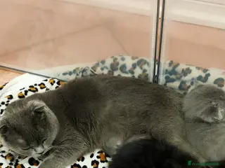 Scottish gatti Scottish fold femmina - Annuncio 1